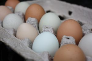 chickens-life-0811-carton-of-eggs-web-jpg