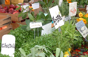 freshherbs